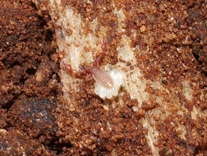 Pseudoscorpioni